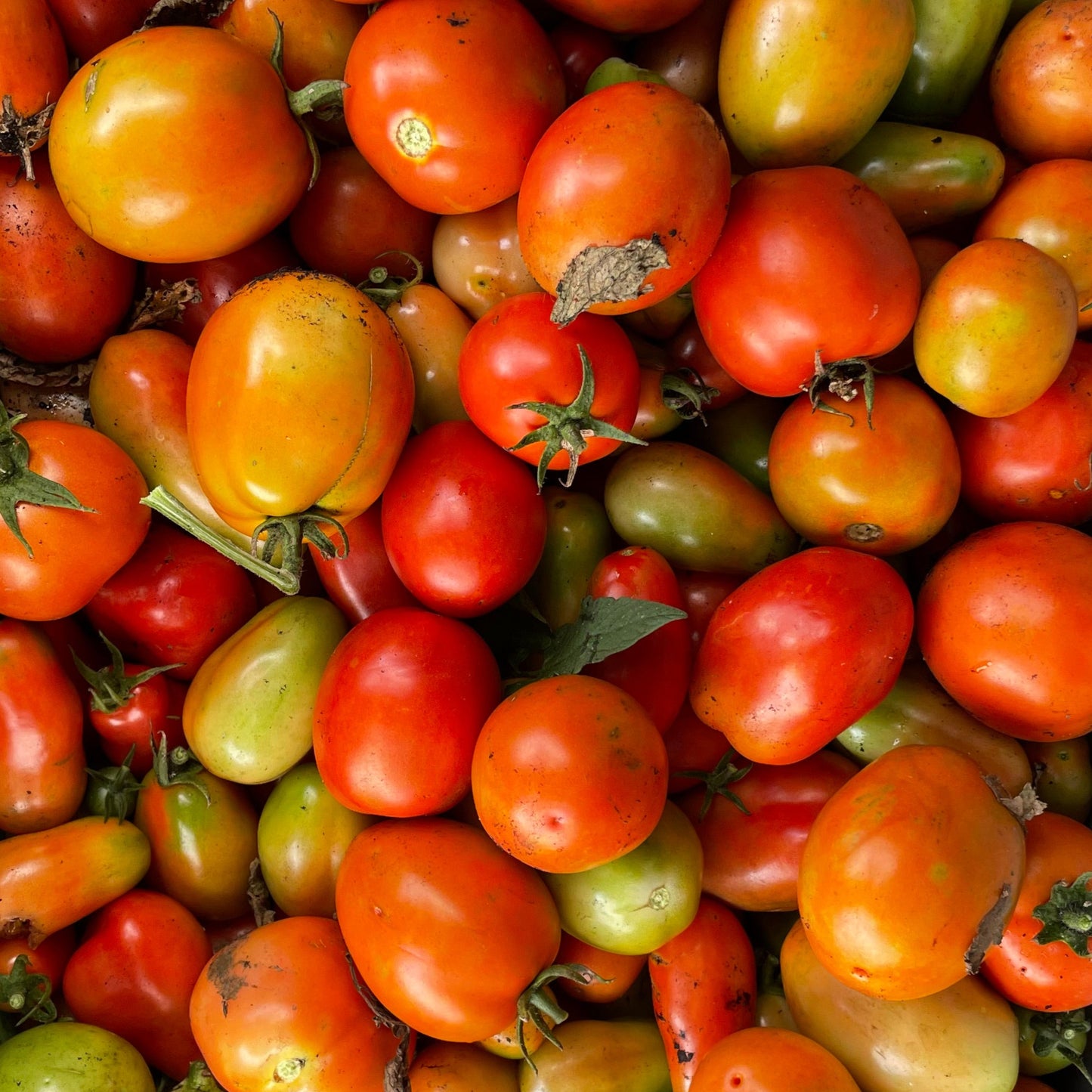 Pomodoro Sauce